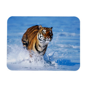 Tiger Magnet Magneet