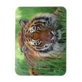 Tiger Magnet Magneet (Verticaal)
