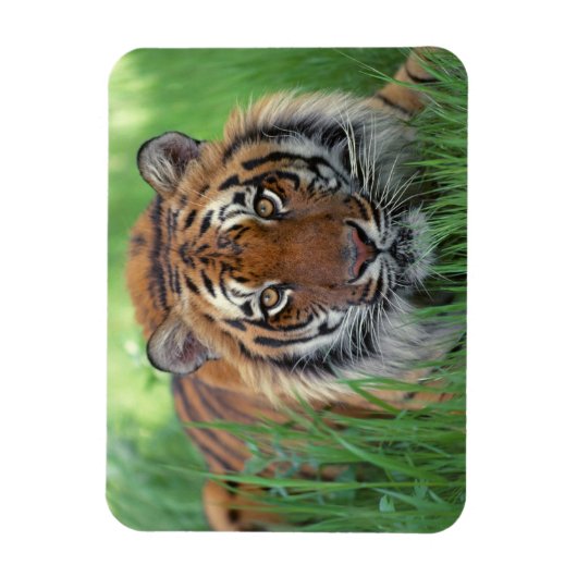 Tiger Magnet Magneet (Verticaal)