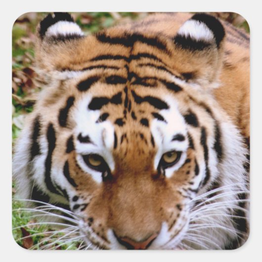 Tiger Markings Stickers (Voorkant)