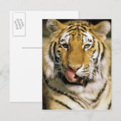 Tiger Michigan Zoo Briefkaart (Voorkant / Achterkant)