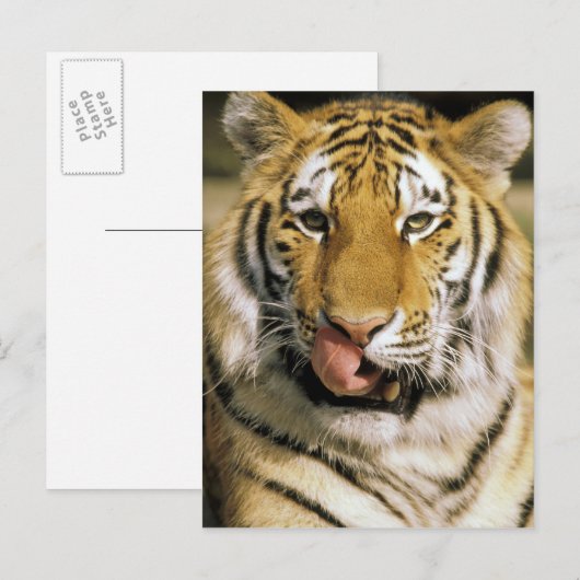 Tiger Michigan Zoo Briefkaart (Voorkant / Achterkant)