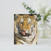 Tiger Michigan Zoo Briefkaart (Staand voorkant)