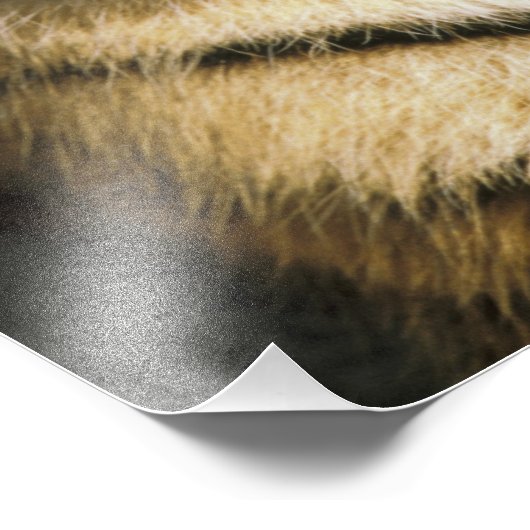 Tiger Michigan Zoo Foto Afdruk (Hoek)