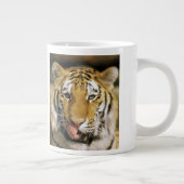 Tiger Michigan Zoo Grote Koffiekop (Rechts)