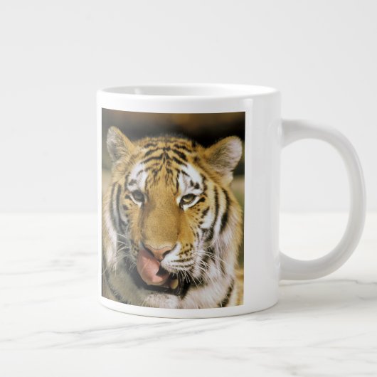 Tiger Michigan Zoo Grote Koffiekop (Rechts)