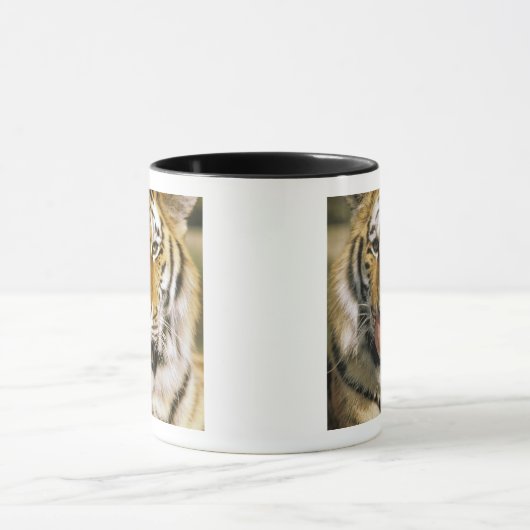 Tiger Michigan Zoo Mok (Midden)