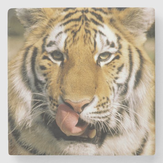 Tiger Michigan Zoo Stenen Onderzetter (Voorkant)