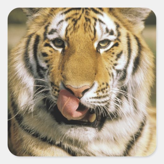 Tiger Michigan Zoo Vierkante Sticker (Voorkant)