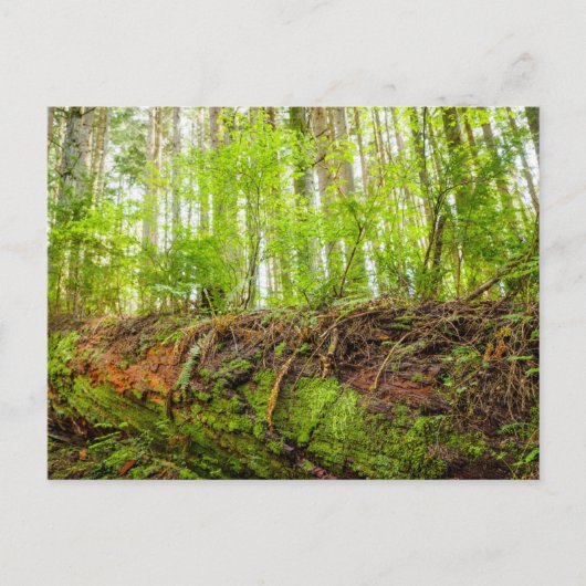 Tiger Mountain | Issaquah, staat Washington Briefkaart (Voorkant)