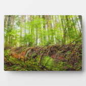 Tiger Mountain | Issaquah, staat Washington Fotoplaat (voorkant)