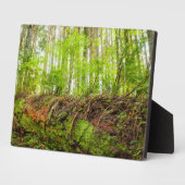 Tiger Mountain | Issaquah, staat Washington Fotoplaat (Zijkant)