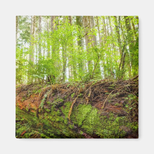 Tiger Mountain | Issaquah, staat Washington Magneet (Voorkant)