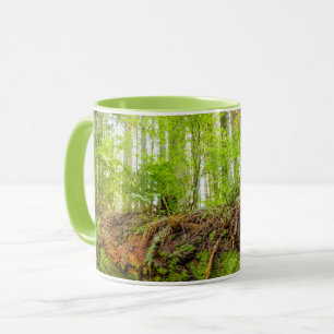 Tiger Mountain   Issaquah, staat Washington Mok