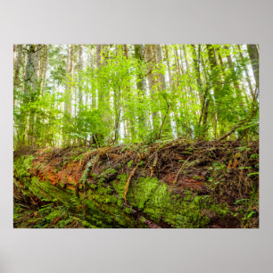 Tiger Mountain   Issaquah, staat Washington Poster