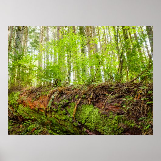 Tiger Mountain | Issaquah, staat Washington Poster (Voorkant)