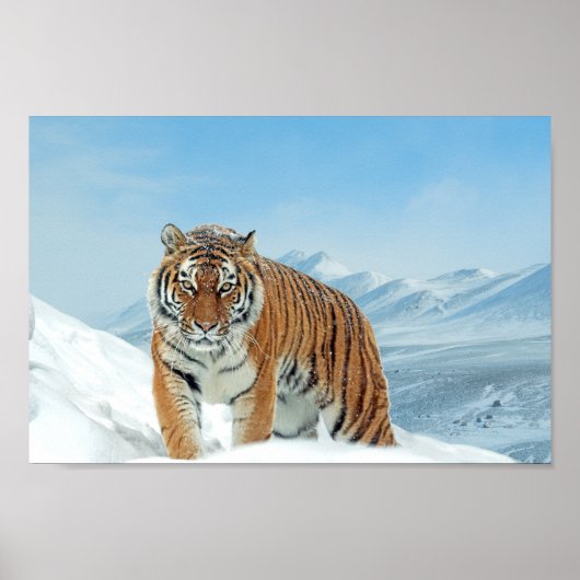 Tiger Mountains Winter Natuur Fotosneeuwdruk Poster (Voorkant)