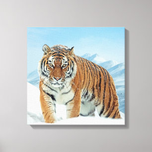 Tiger Mountains Winter Snow Natuur Photo Canvas