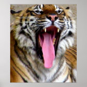 Tiger Mouth_ Poster (Voorkant)