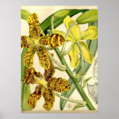 Tiger Orchid Unique Poster Decor (Voorkant)