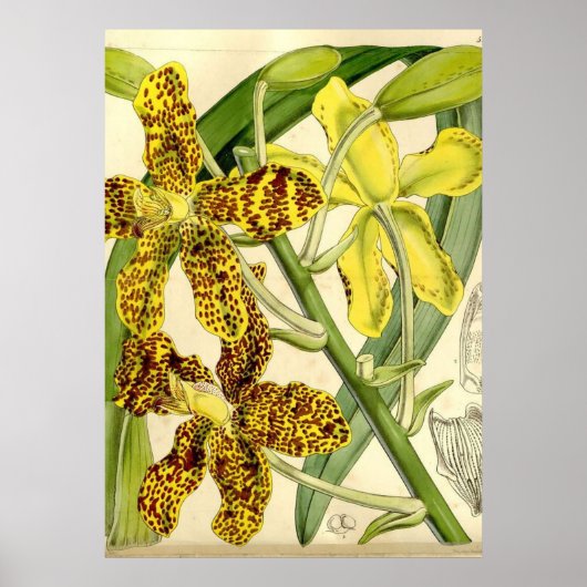 Tiger Orchid Unique Poster Decor (Voorkant)