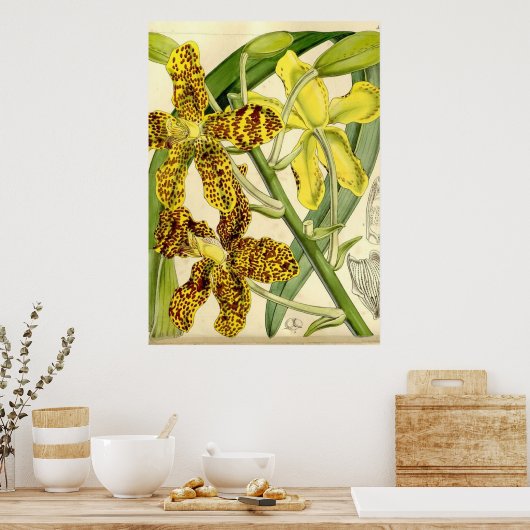 Tiger Orchid Unique Poster Decor (Keuken)