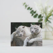 Tiger Pair Briefkaart (Staand voorkant)