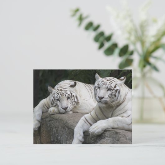 Tiger Pair Briefkaart (Staand voorkant)