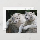 Tiger Pair Briefkaart (Voorkant / Achterkant)