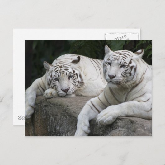 Tiger Pair Briefkaart (Voorkant / Achterkant)