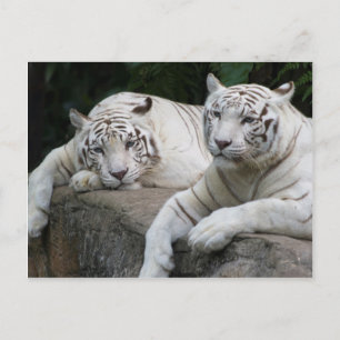 Tiger Pair Briefkaart
