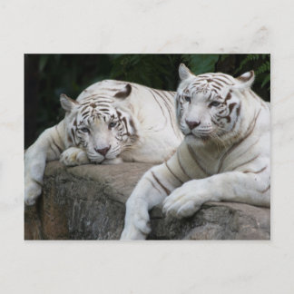 Tiger Pair Briefkaart