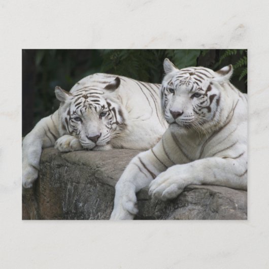 Tiger Pair Briefkaart (Voorkant)