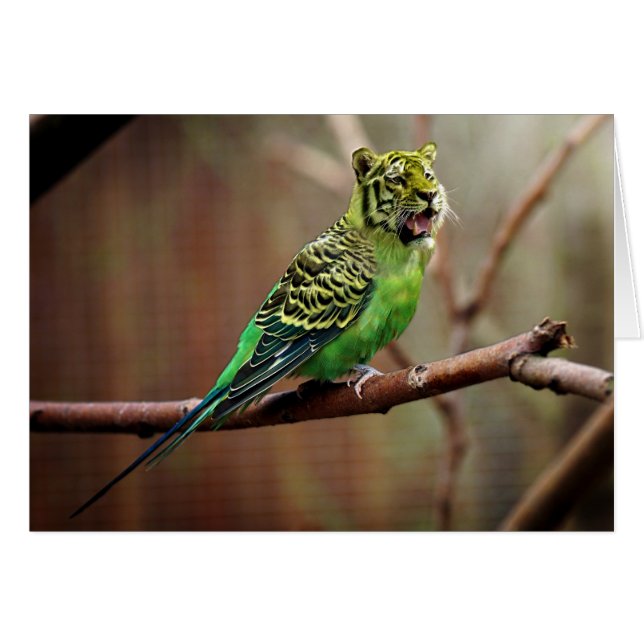 Tiger Parakeet (Voorkant Horizontaal)