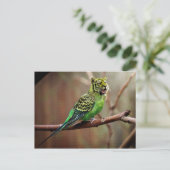 Tiger Parakeet Briefkaart (Staand voorkant)