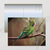 Tiger Parakeet Briefkaart (Voorkant / Achterkant)