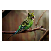 Tiger Parakeet Poster (Voorkant)