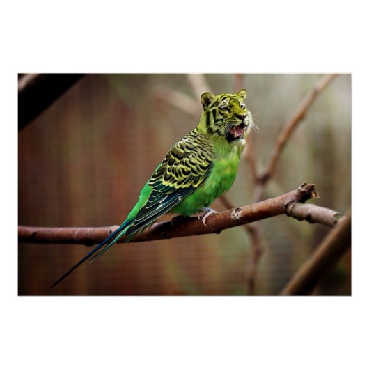 Tiger Parakeet Poster (Voorkant)