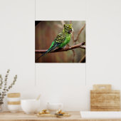 Tiger Parakeet Poster (Keuken)