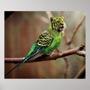 Tiger Parakeet Poster