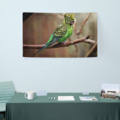 Tiger Parakeet Spandoek (Beurs)