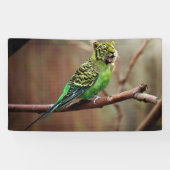 Tiger Parakeet Spandoek (Horizontaal)