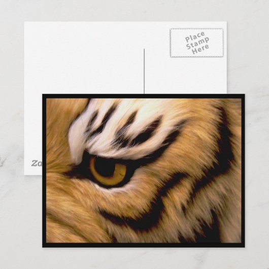 Tiger Photo Briefkaart (Voorkant / Achterkant)