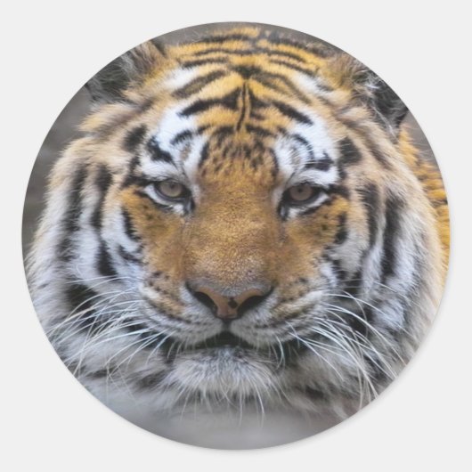 Tiger Photo Fog Sluiten Sticker (Voorkant)