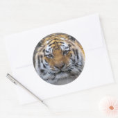 Tiger Photo Fog Sluiten Sticker (Envelop)