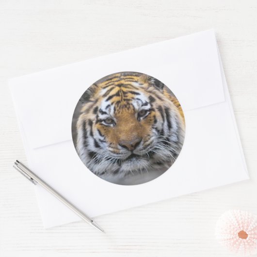 Tiger Photo Fog Sluiten Sticker (Envelop)