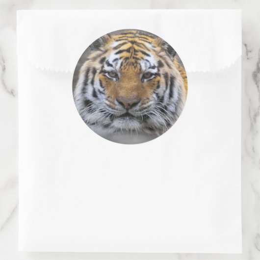 Tiger Photo Fog Sluiten Sticker (Tas)