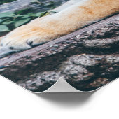 Tiger Photo Poster (Hoek)