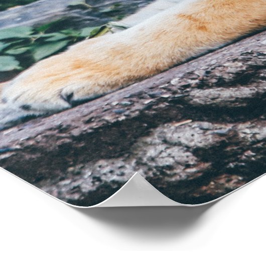 Tiger Photo Poster (Hoek)