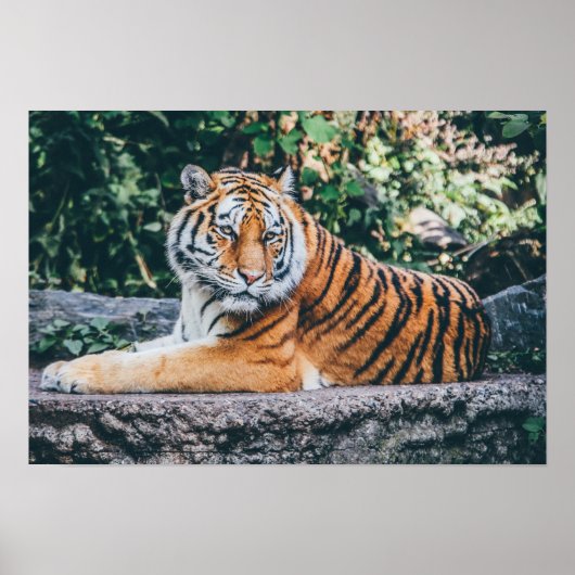Tiger Photo Poster (Voorkant)